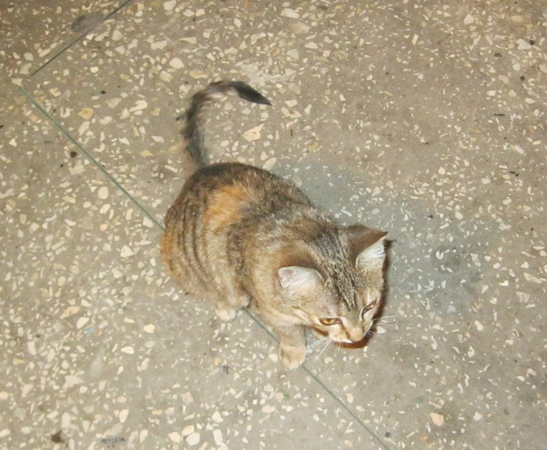 IMG_0492.JPG