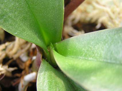 phal1.jpg