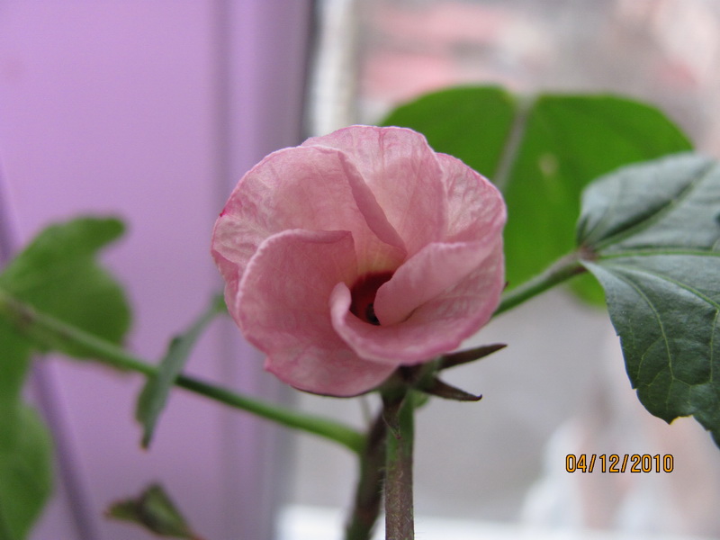 04.12.2010 001.jpg