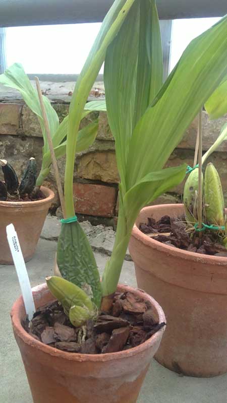 uniflora.jpg