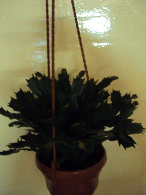 DSC01883.JPG