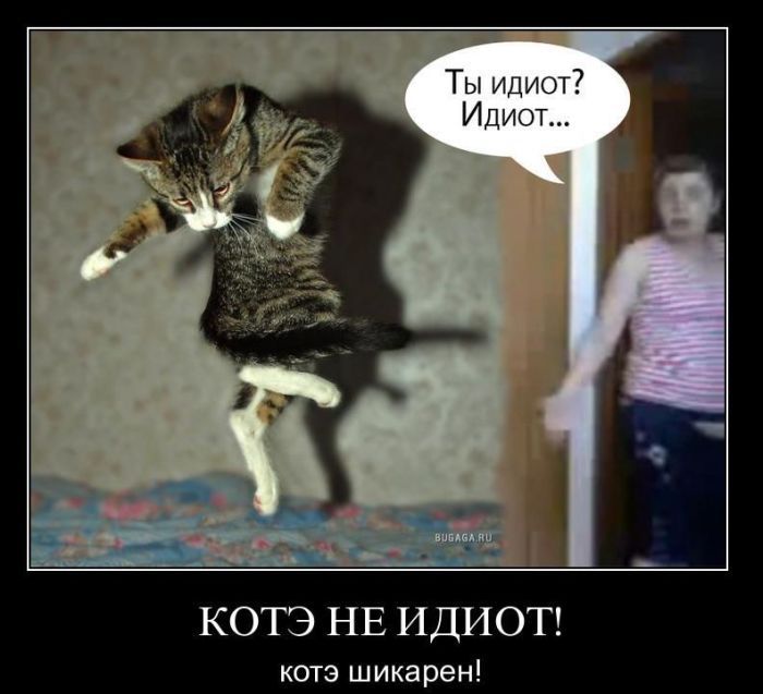 коте.jpg
