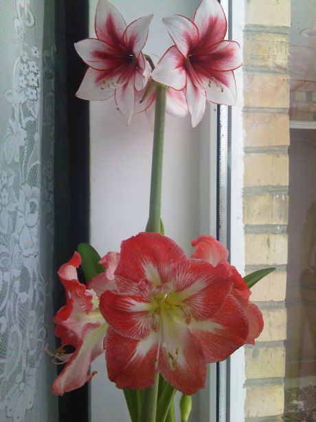 IMG358.jpg