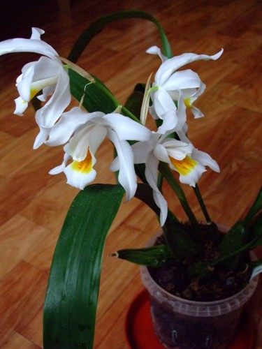 2010_12112010_12110184.JPG