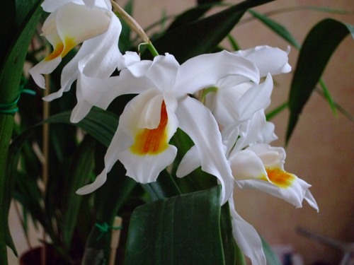 2010_12112010_12110188.JPG