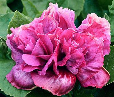 hermajestypink.jpg