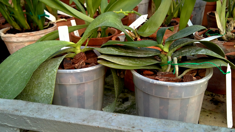 phalaenopsis.jpg