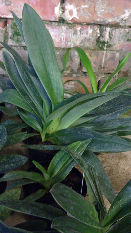 01 paph.jpg