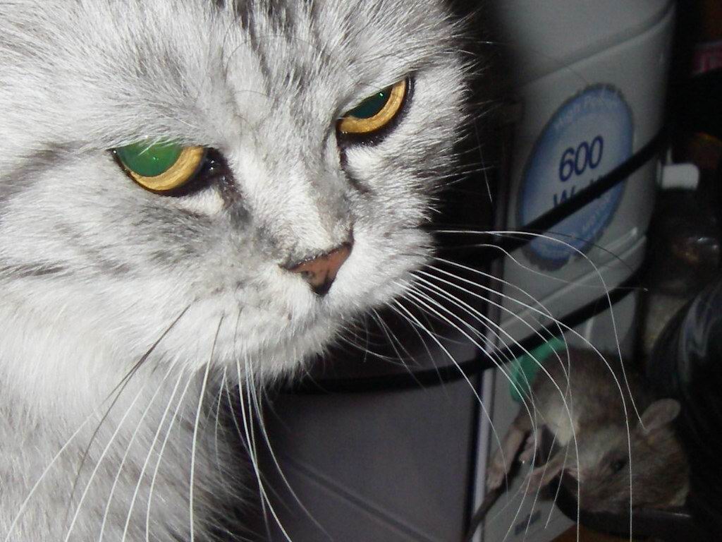  крыс_IMGP7374.jpg