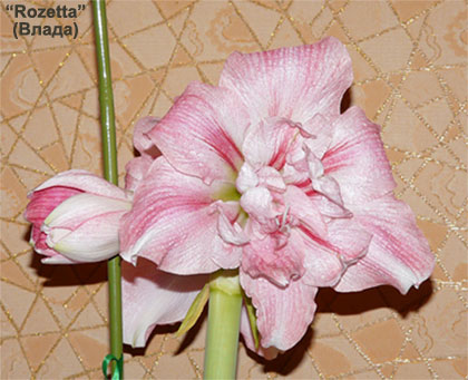 Гипп_Rozetta_02_15122010_i.JPG