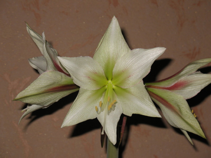 Magic Green