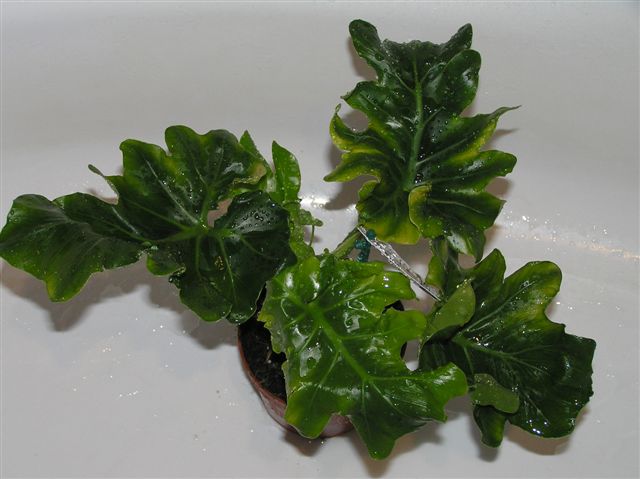P9240002.JPG