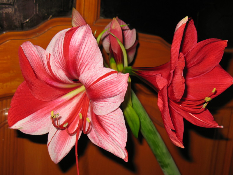 Gervase