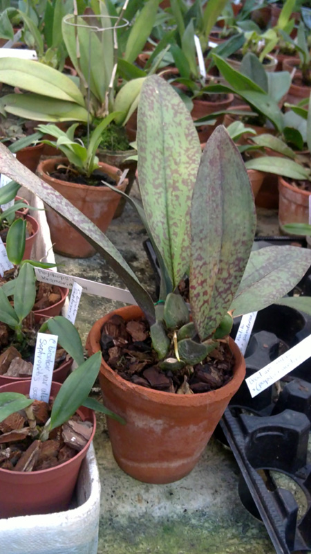 Onc kramerianum.jpg