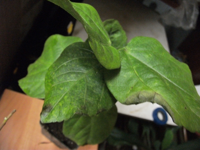 DSCF0478.jpg