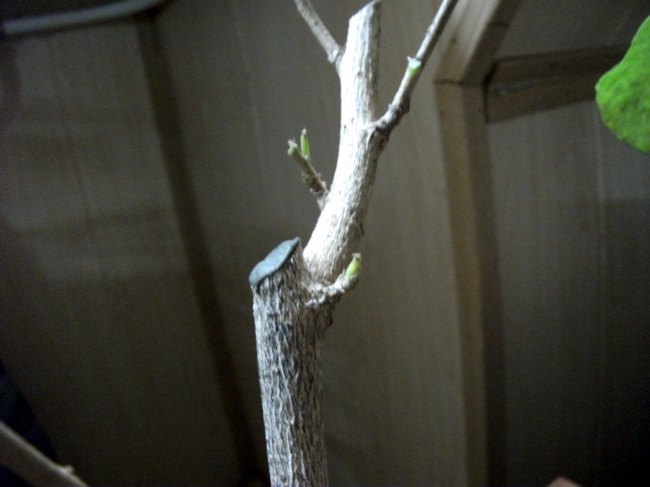 DSCF0479.jpg