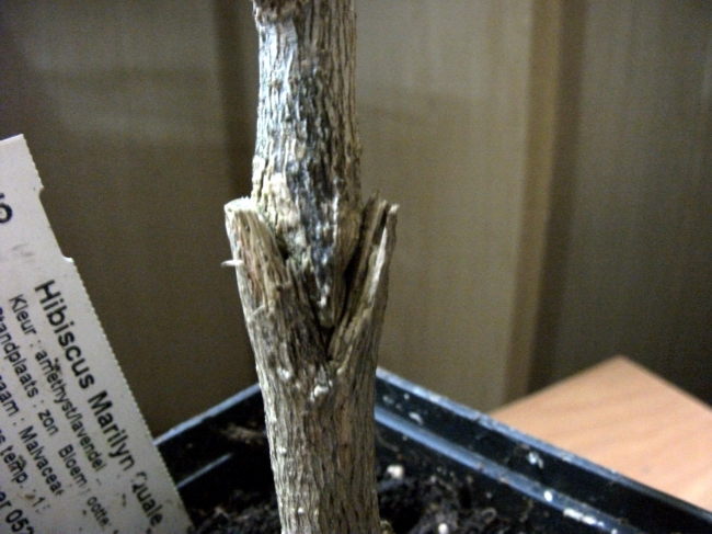 DSCF0480.jpg