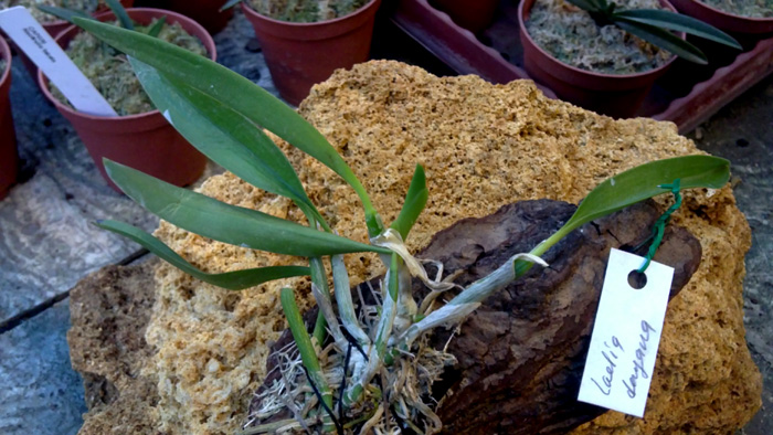 Laelia dayana.jpg