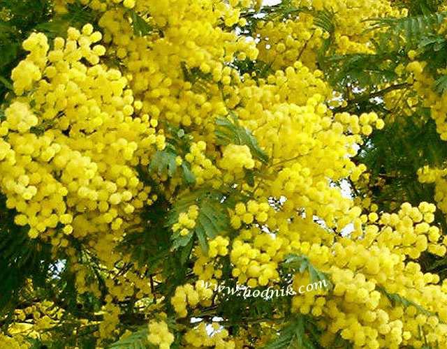 ACACIA%20DEALBATA%20copie.jpg