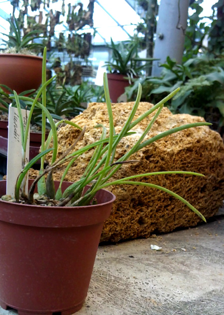 Laelia lundii.jpg