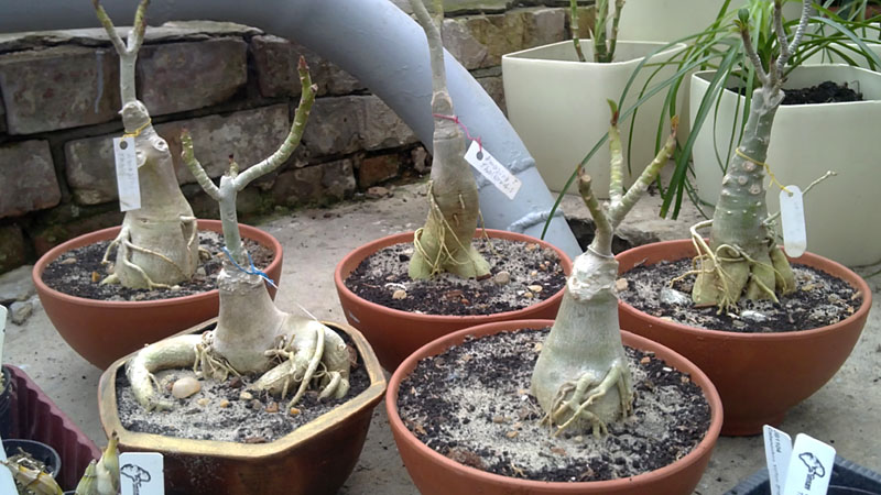 adenium.jpg
