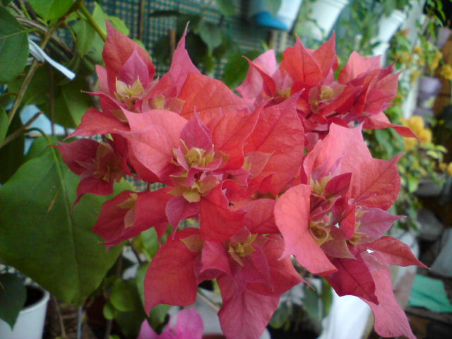 DSC02404.JPG