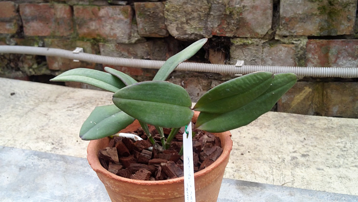 cattleya 1.jpg