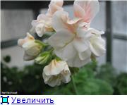 62002c89c8c5t.jpg
