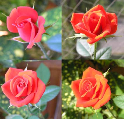 rose.jpg