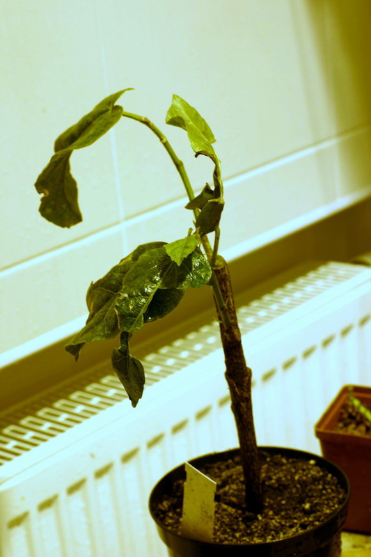 CRW_1151_RJs.jpg