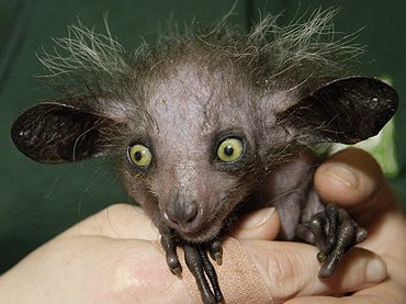 147_animals_28793.jpg