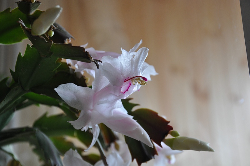 sized_DSC_0955.JPG