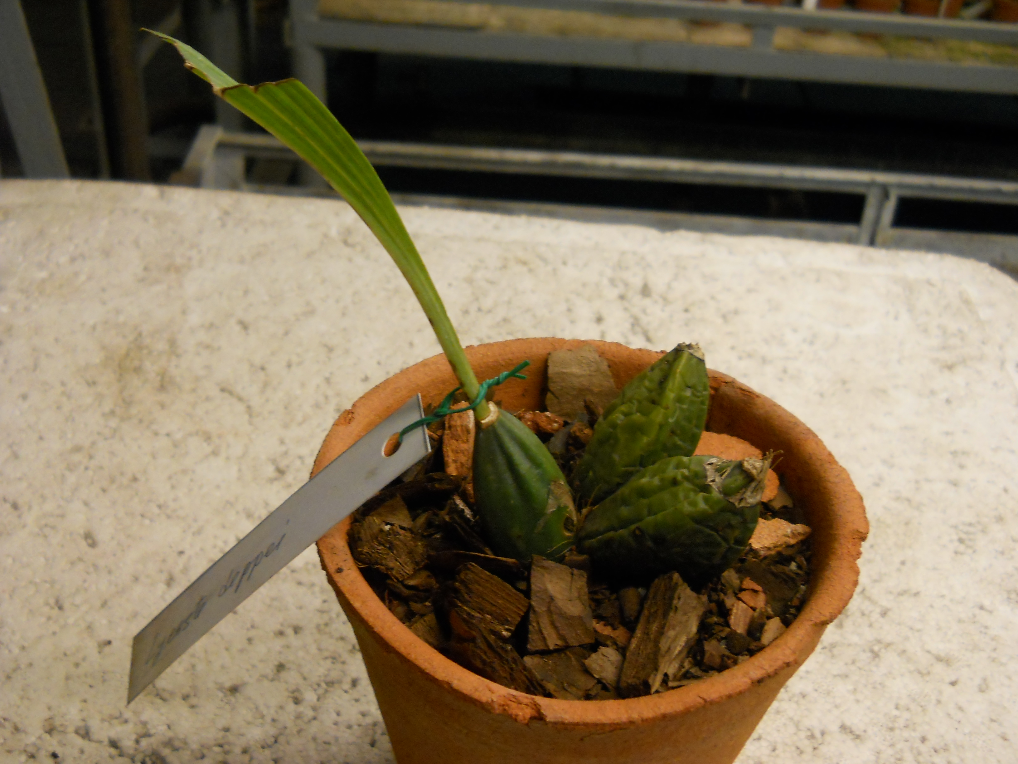 Lycaste deppei