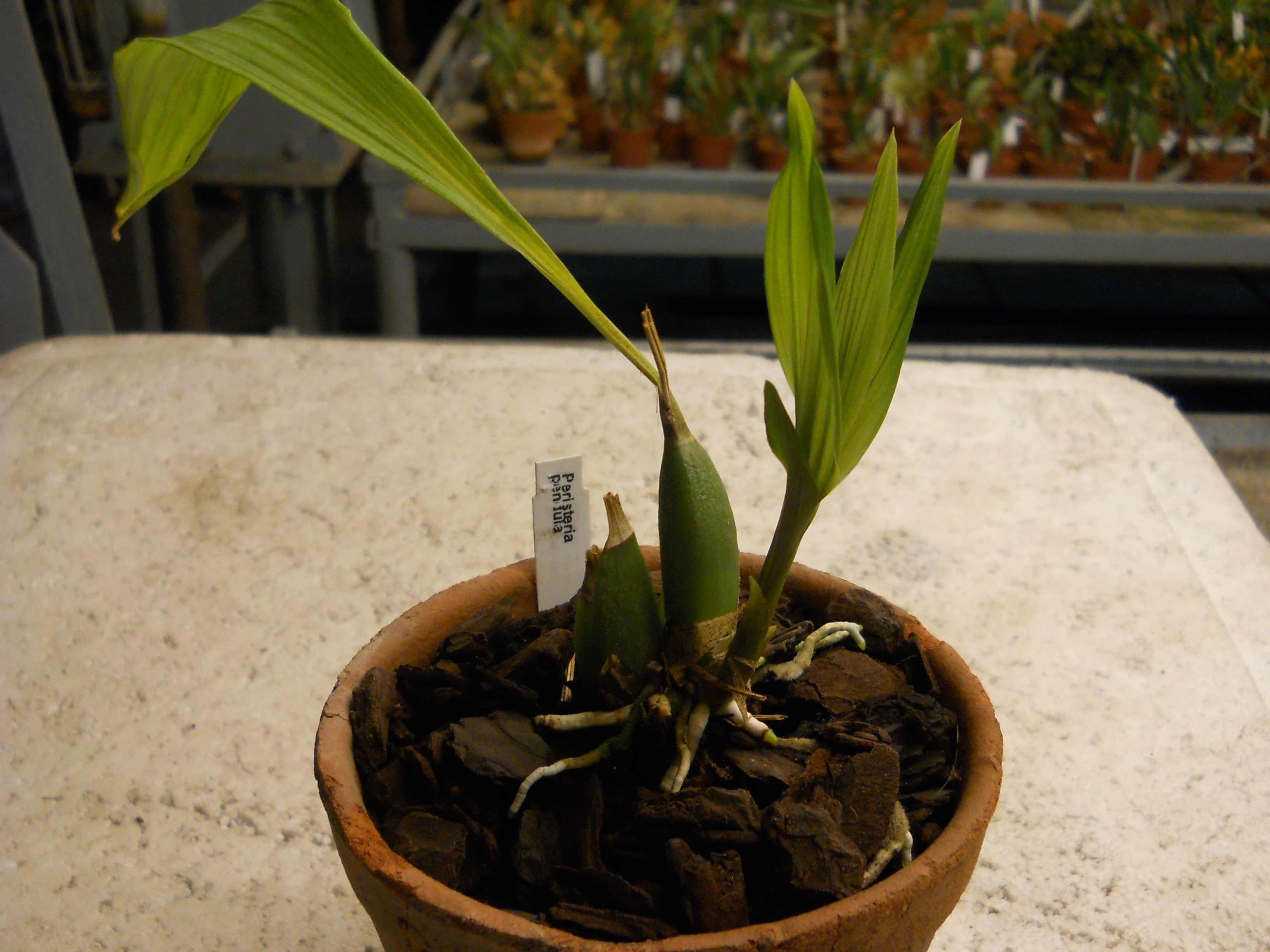 Peristeria pendula