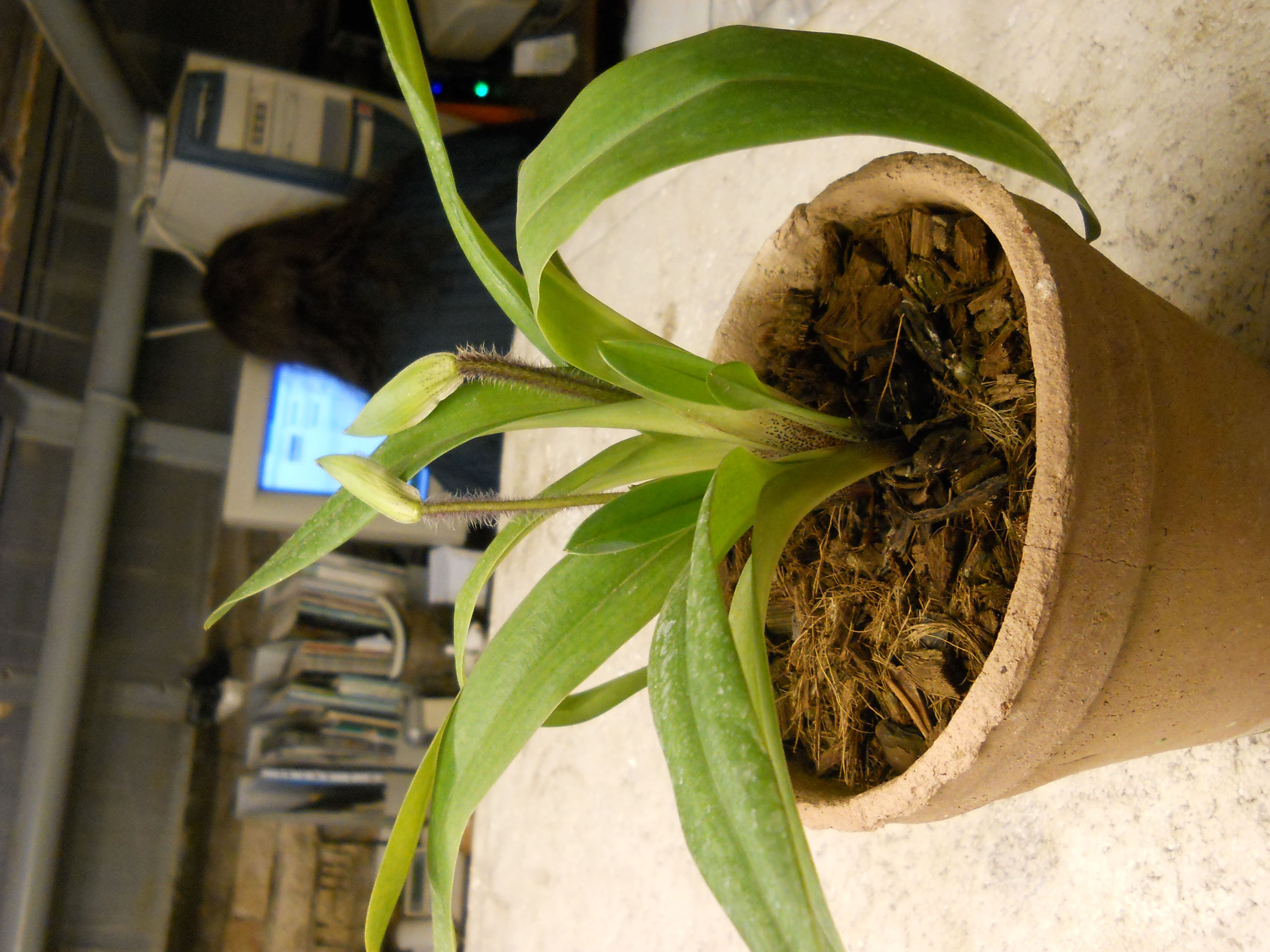 DSCN1072.jpg