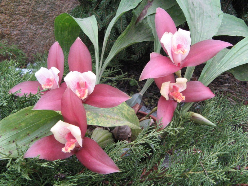 L. Anna Katharina