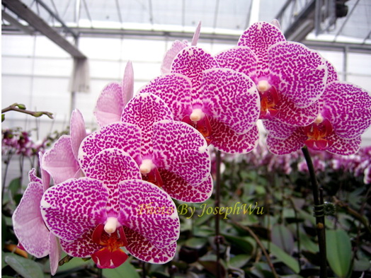 Dtps Joy Leopard Eyes  "Leopard Eyes" 1ST/18WOC….15$