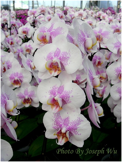 Dtps.Joy Leopard Mount "Joy" Jw18….18$