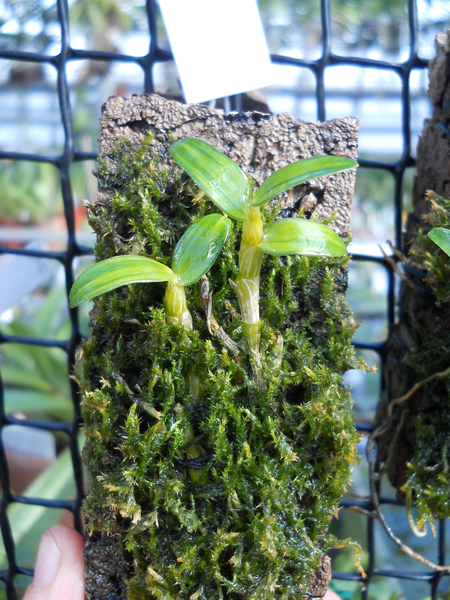 Dendrobium moniliforme Nikko Den.jpg