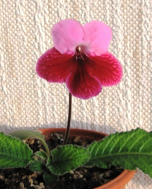 Bristols Rhubart