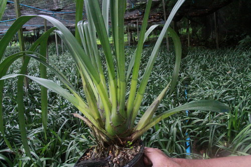 Cymbidium.jpg