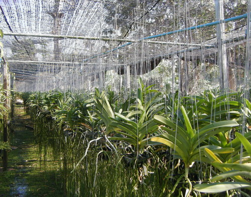 Vanda-1.jpg