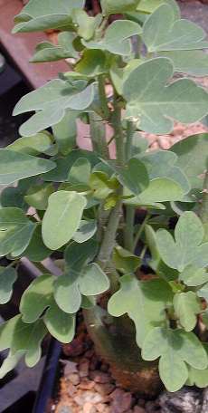 Adenia_spinosa.jpg