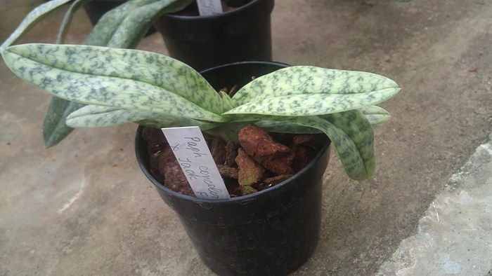 Paphiopedilum concolor x Jack Flash.jpg