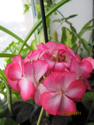 img 041_z.jpg
