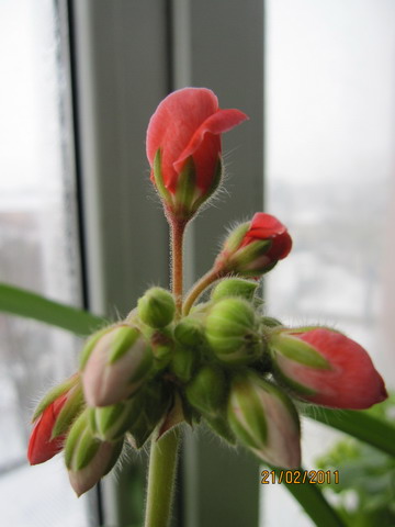 img 040_r.jpg