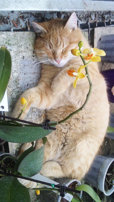 red cat.jpg