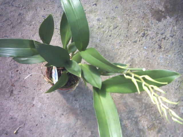 PICT0017.jpg