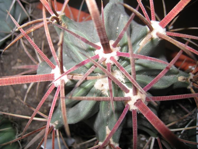 recurvatus