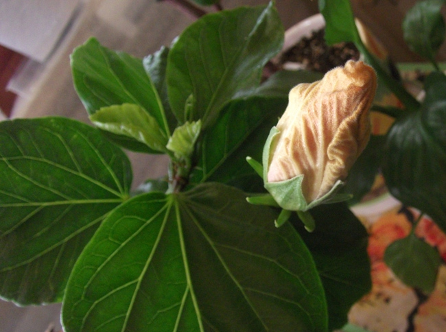 DSCF1254_.jpg